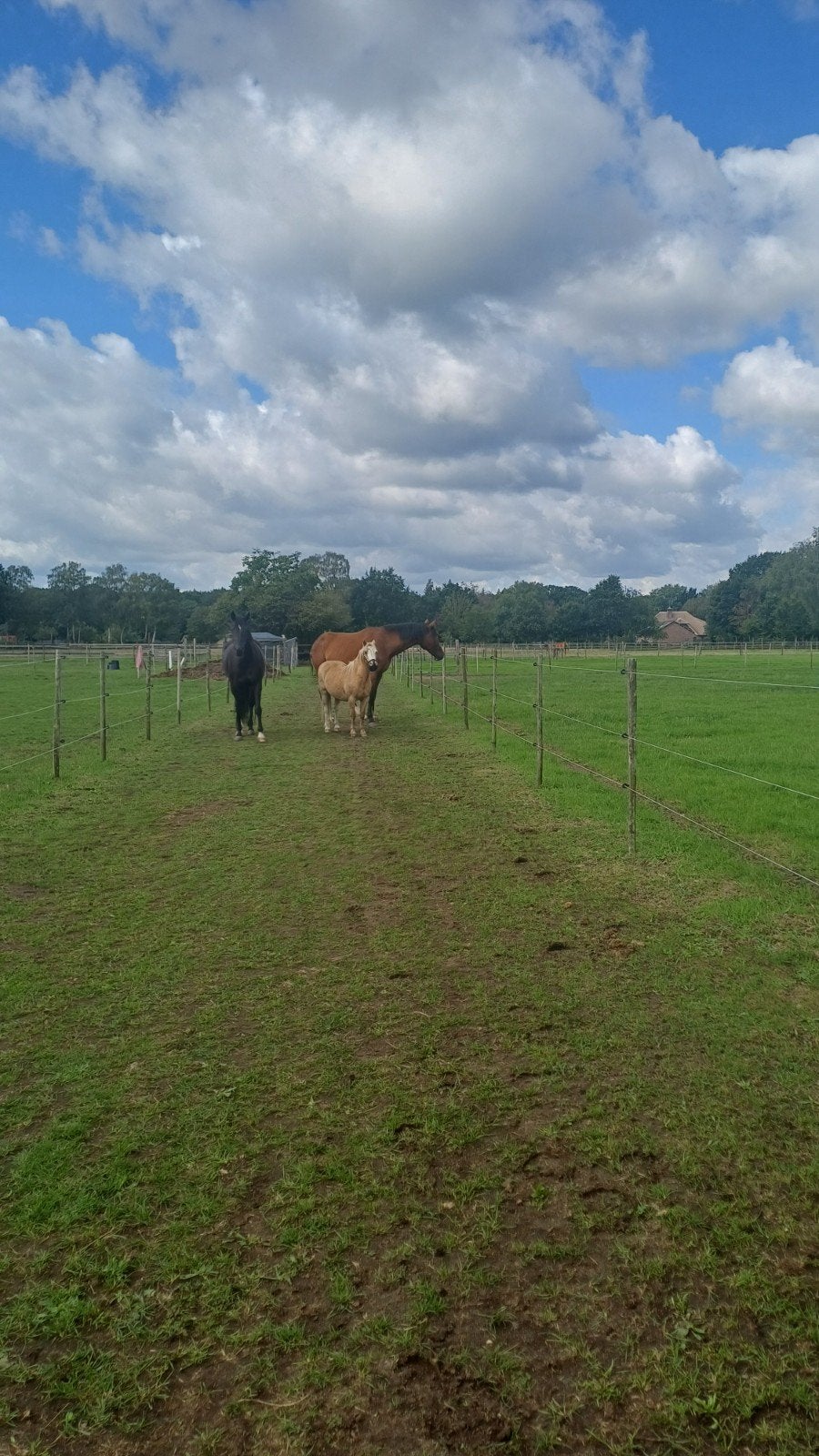 Pensioenplek/pensionplek(ken) op paddock paradise, 2 of 3 paarden of pony's