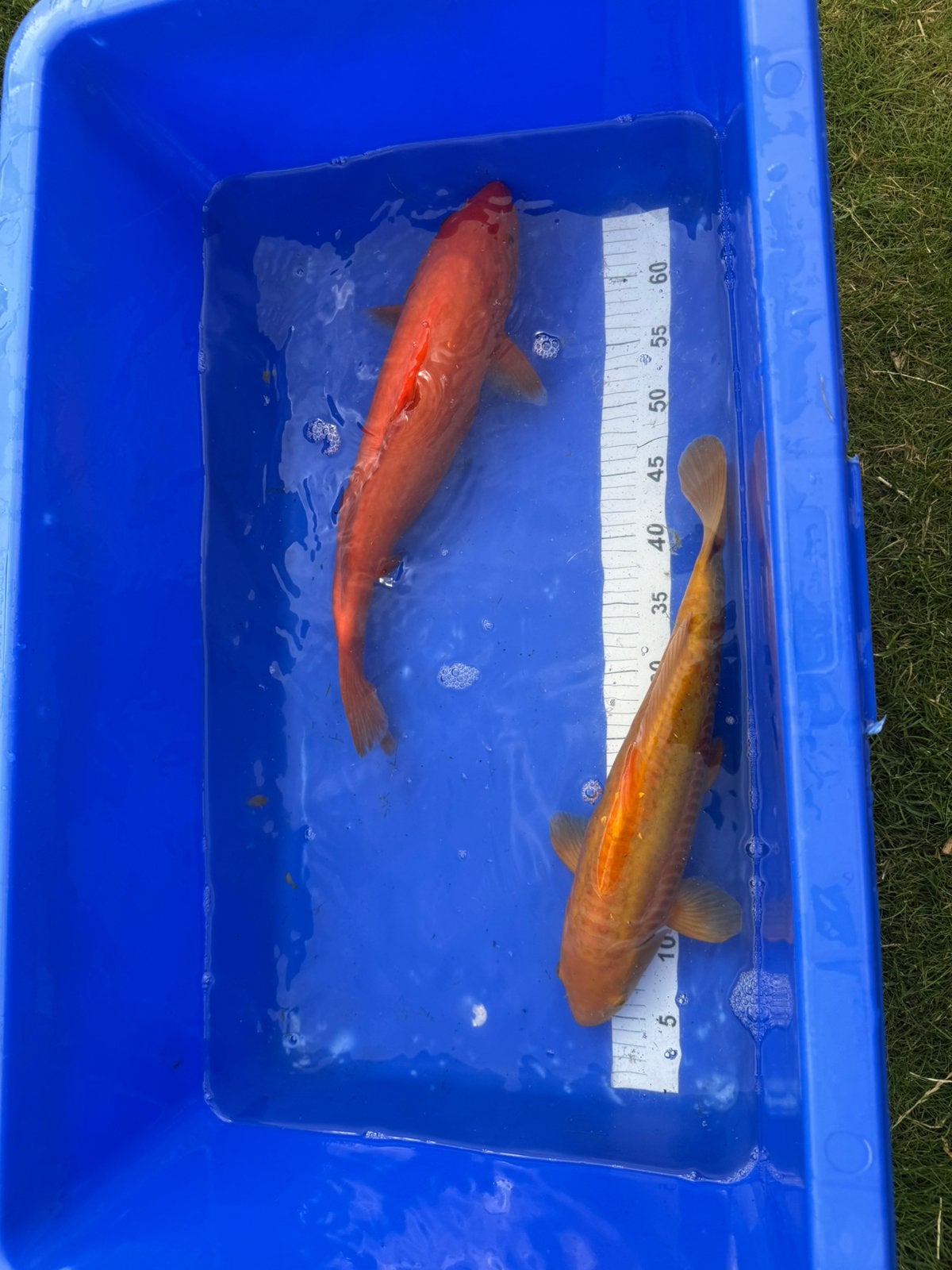 Benigoi en doitsu karashigoi, Dieren en Toebehoren, Vissen | Vijvervissen, Karper of Koi