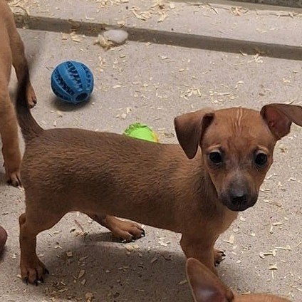 pincher pups, België, Particulier, Overige rassen, CDV (hondenziekte)