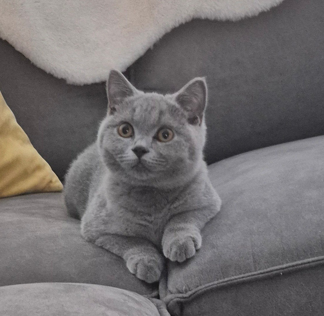 britse korthaar katertje‼️, Dieren en Toebehoren, Katten en Kittens | Raskatten | Korthaar, Kater, Gechipt, 0 tot 2 jaar