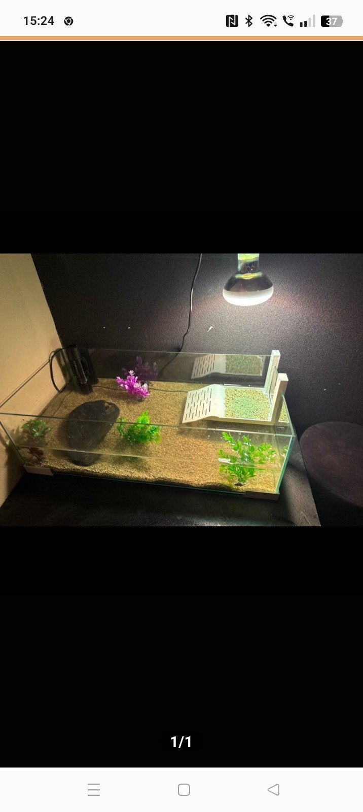 3 mooie muskusschildpad met terrarium, Dieren en Toebehoren, Reptielen en Amfibieën, Schildpad, Met terrarium, 0 tot 2 jaar