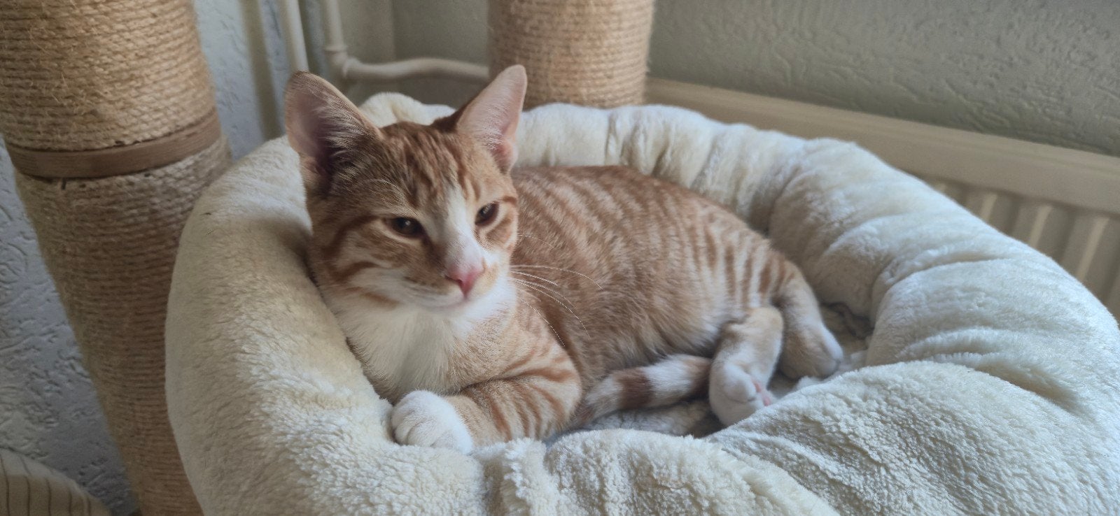 5 maanden oude gecastreerde kater.