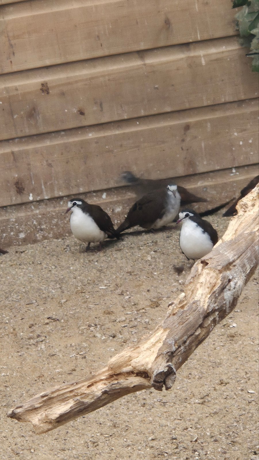Nieuw binnen bij Vogelspeciaalzaak De Toekan – Prachtige, Dieren en Toebehoren, Vogels | Overige Vogels, Meerdere dieren, Tropenvogel