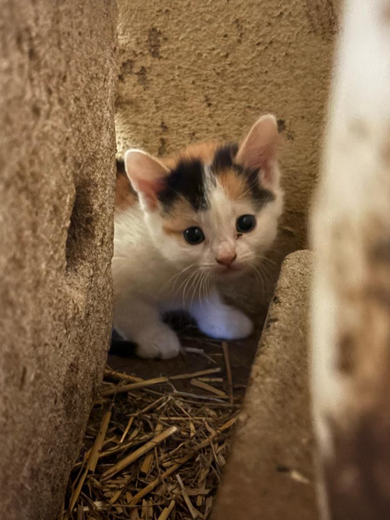 Mooie boerderijkittens, Dieren en Toebehoren, Poes