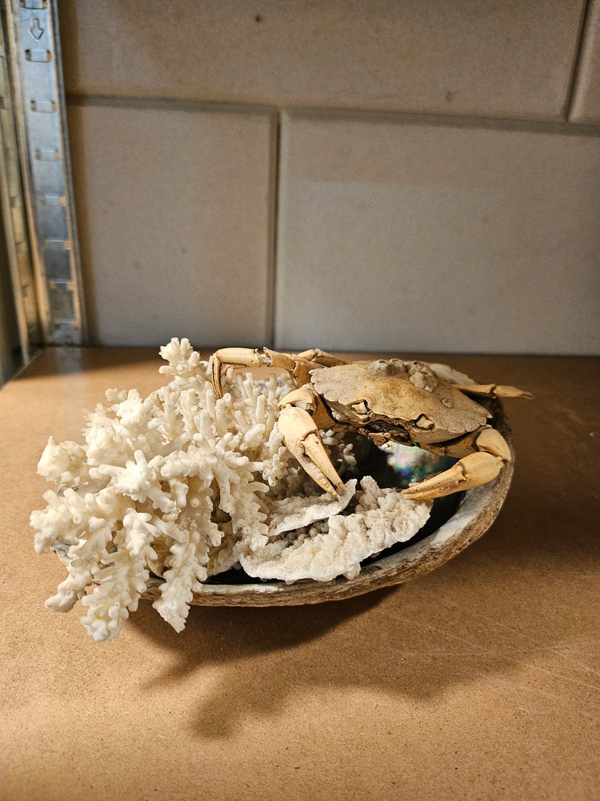 Opgezette krab met schelp en koraal, Verzamelen, Ophalen of Verzenden