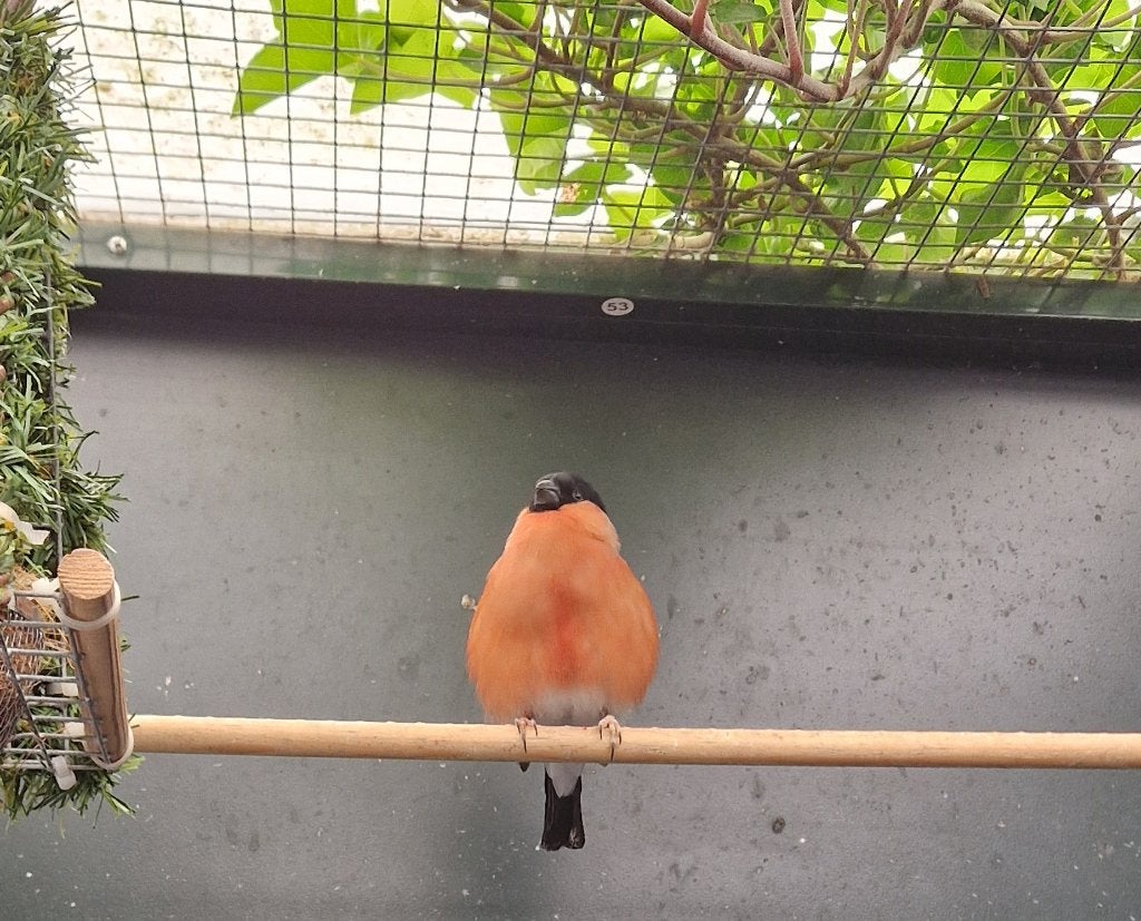 Noorse goudvink man zoekt zsm serieuze liefhebber, Dieren en Toebehoren, Mannelijk, Wildzangvogel, Geringd