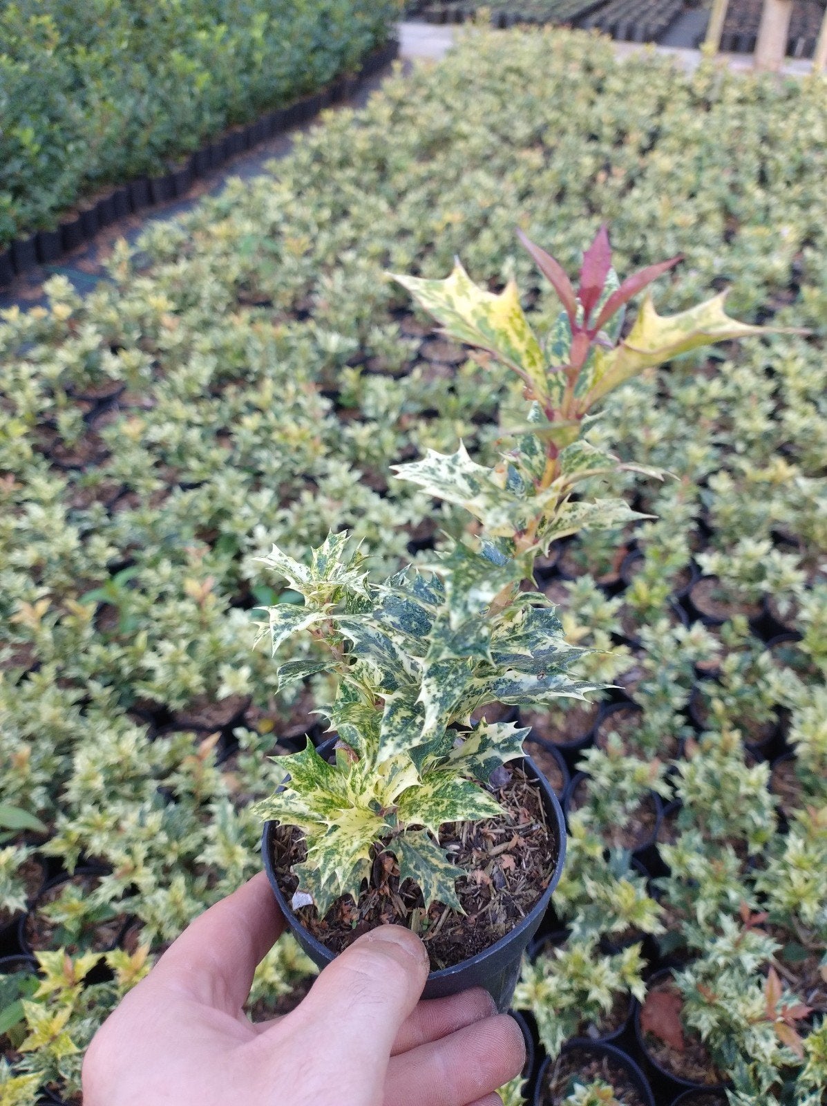 osmanthus heterophyllus Goshiki 'Tricolor' bonte sierhulst, Overige soorten, Volle zon, Vaste plant, Ophalen of Verzenden