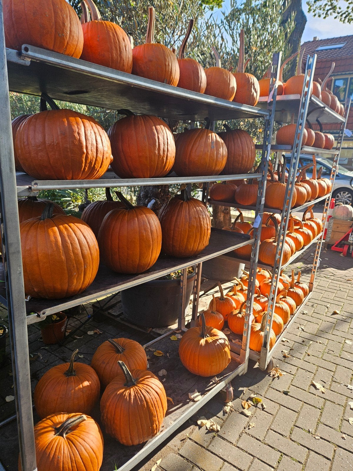Pompoenen alle maten en soorten - Halloween, Ophalen, Eenjarig, Groenteplanten, Volle zon