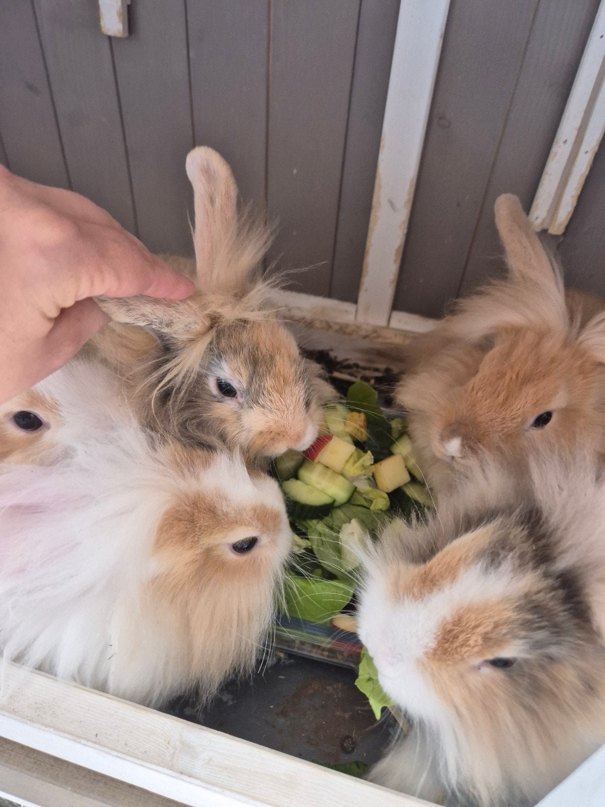 Dwerg konijnen, Juni, Meerdere dieren, Overige typen, Tam