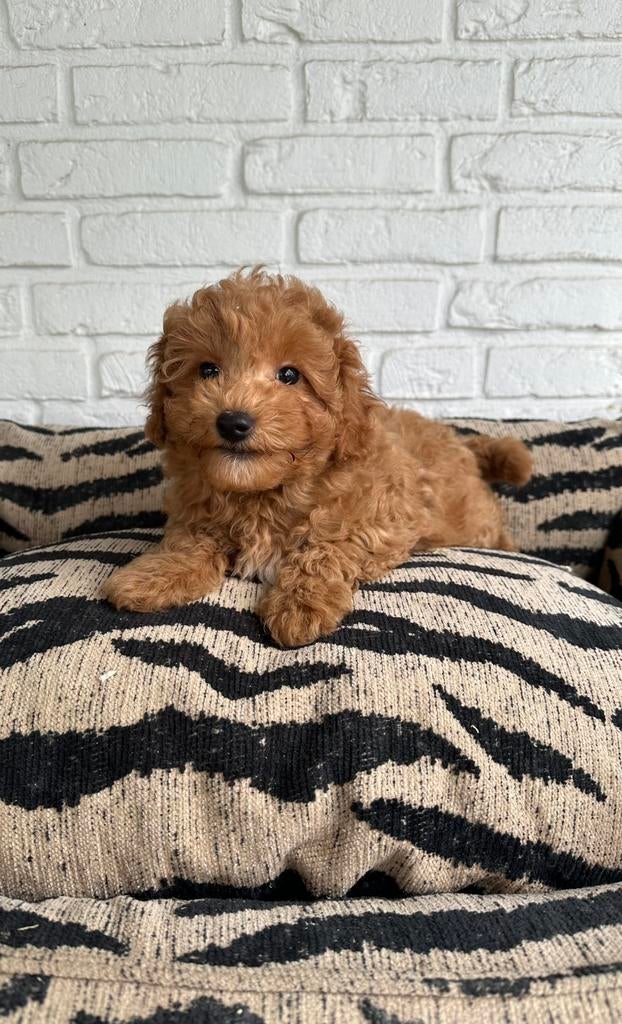 Toy x dwerg poedel pups, Poedel, Parvo, Nederland, 8 tot 15 weken