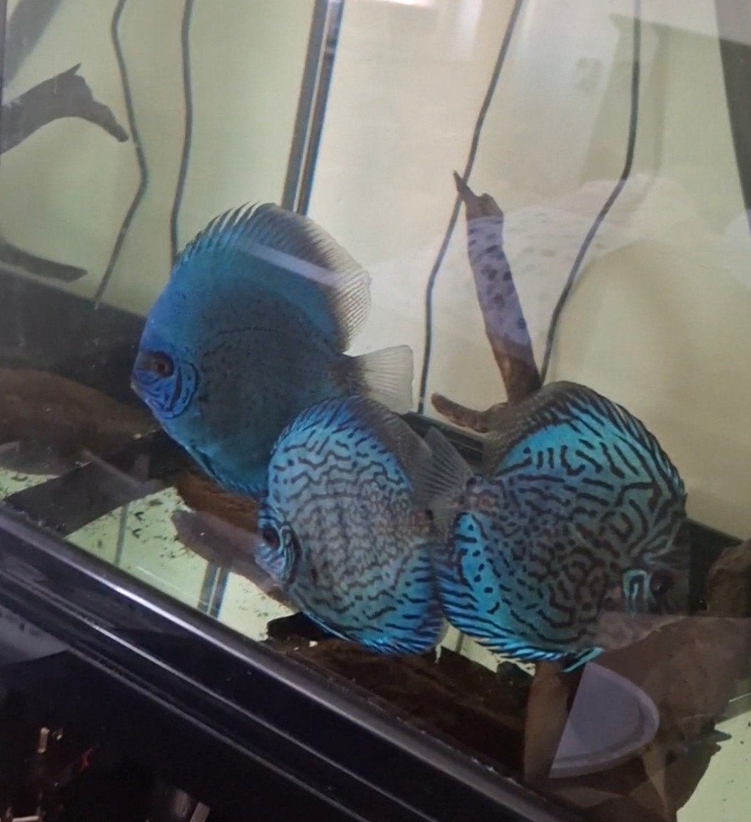 Discus vissen 8 stuks 2 kleintjes  250 euro, Dieren en Toebehoren, Meerdere dieren, Parkiet