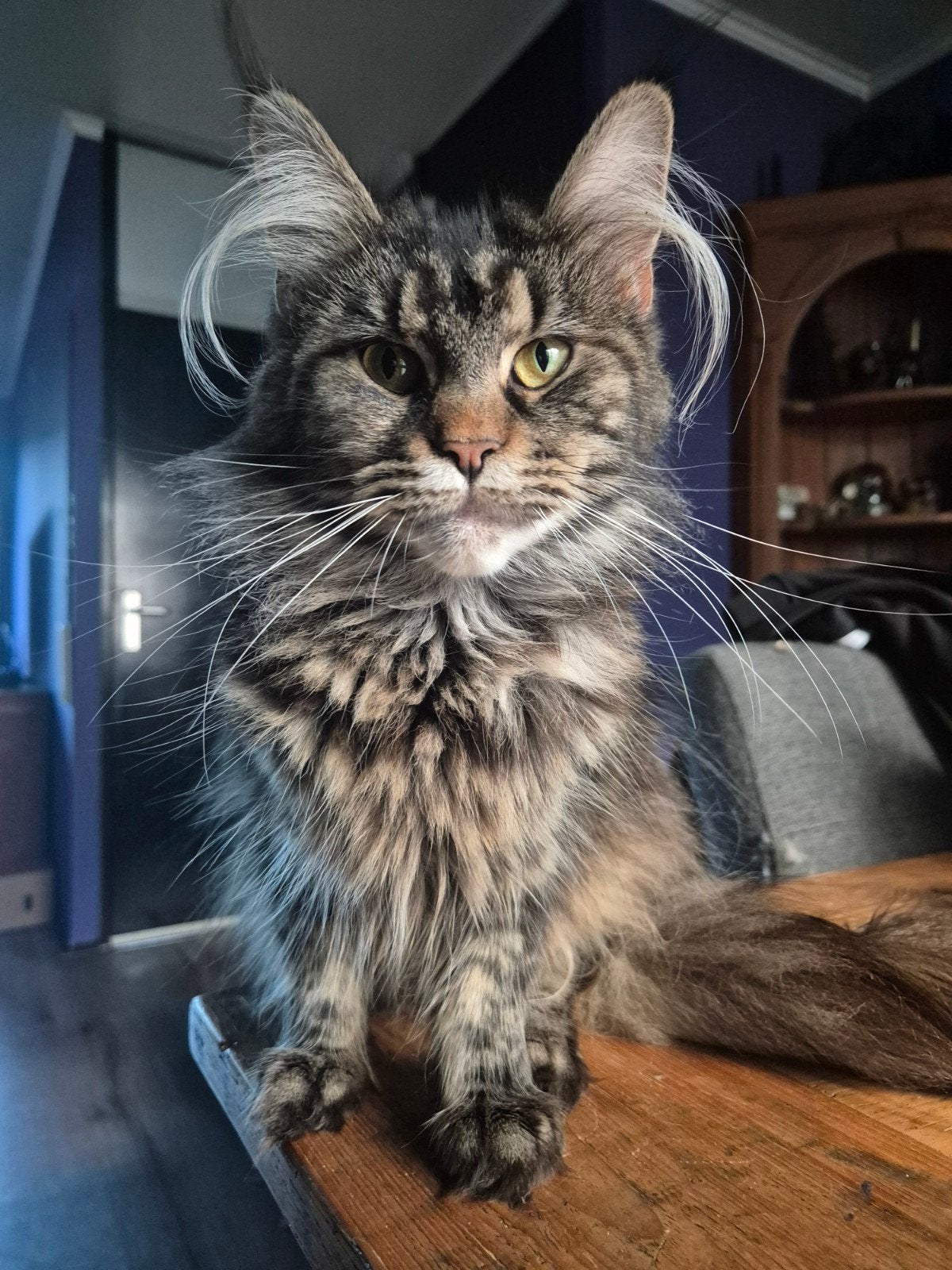 2 lieve maincoon zusjes, Poes, 0 tot 2 jaar