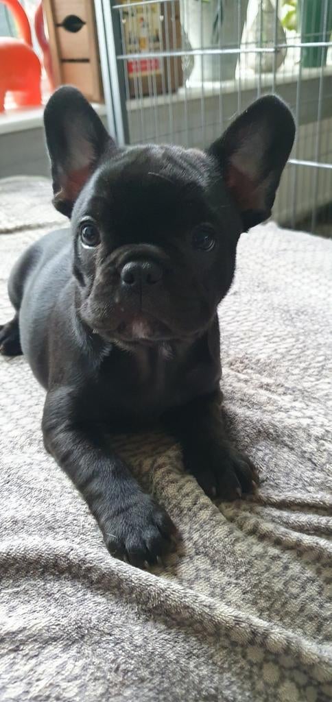 Franse bulldog pup, Dieren en Toebehoren, Honden | Bulldogs, Pinschers en Molossers, 8 tot 15 weken, Teef, Bulldog, Eén hond