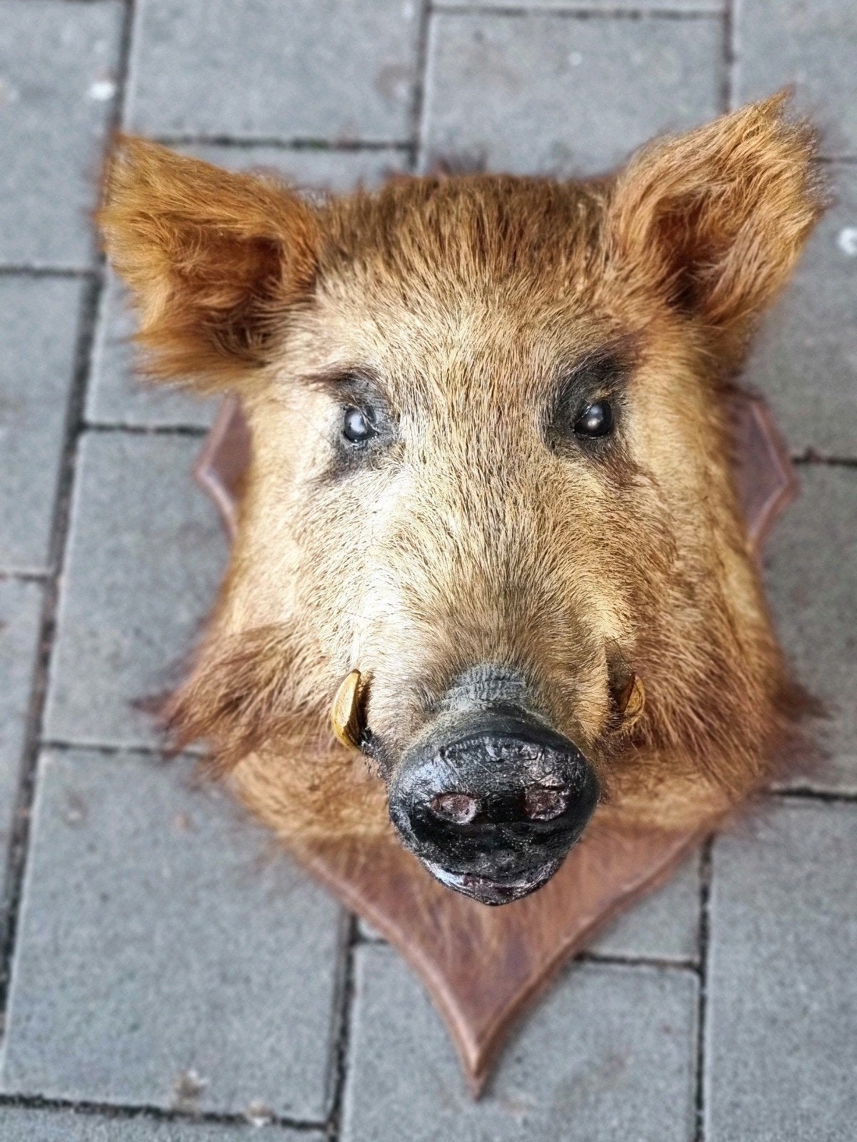 Wildzwijn Everzwijn Taxidermie - Opgezette Kop op schild, Ophalen of Verzenden, Zo goed als nieuw, Wild dier, Gewei of Kop