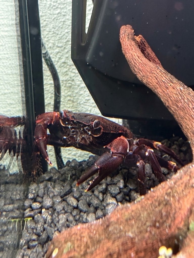 Paarse Metano krab Syntripsa Matanensis, Dieren en Toebehoren, Kreeft, Krab of Garnaal, Zoetwatervis
