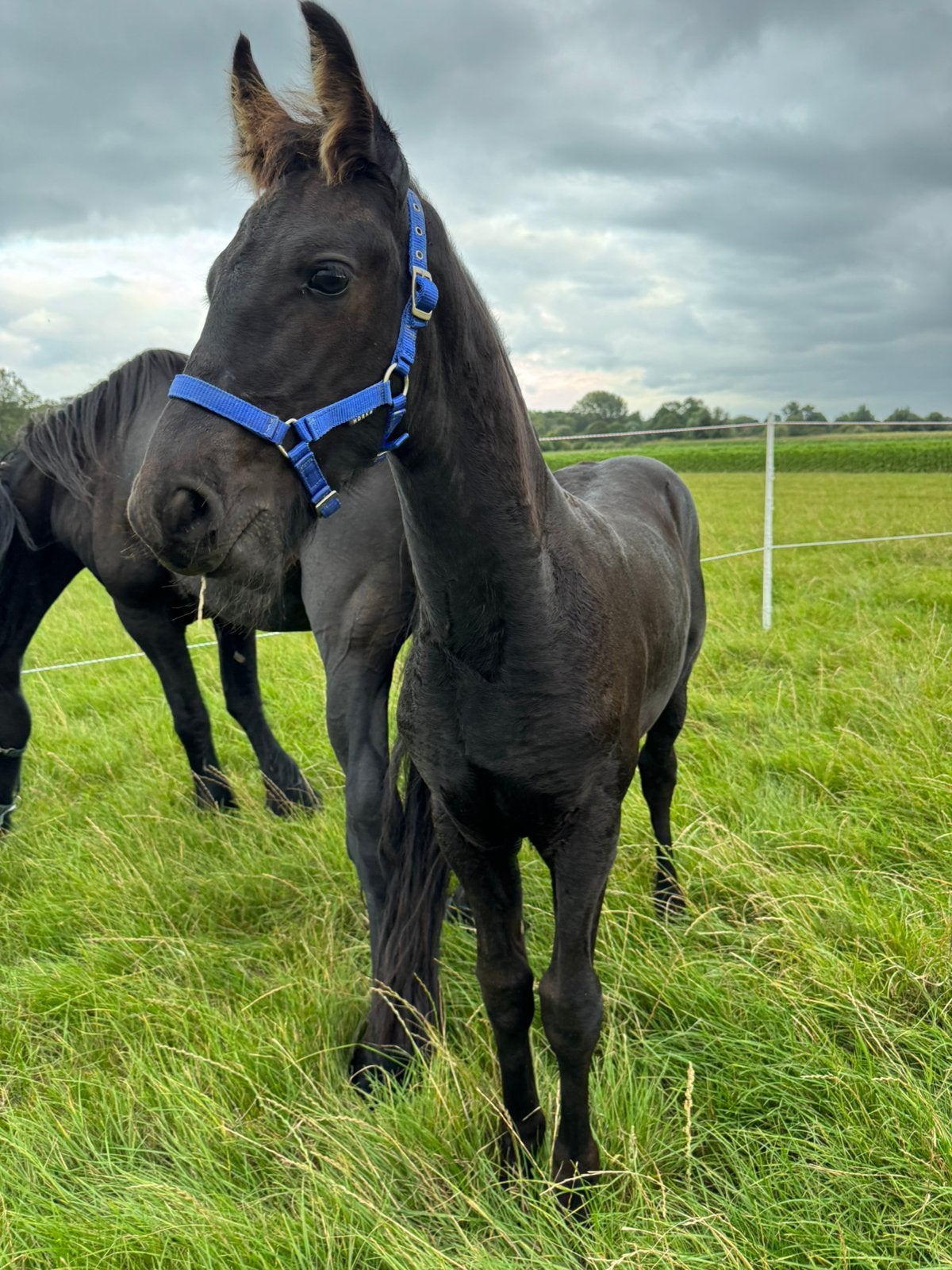 Fries hengst veulen Kees x folkert, Dieren en Toebehoren, Hengst, Niet van toepassing, Minder dan 160 cm, 0 tot 2 jaar