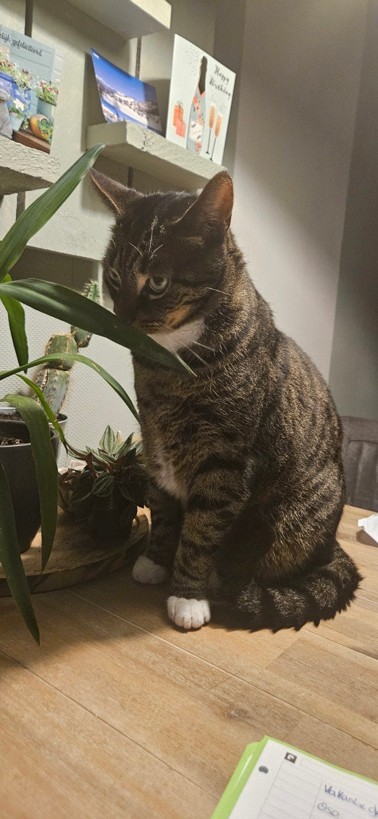 2 lieve volwassen katten., Dieren en Toebehoren, Meerdere dieren