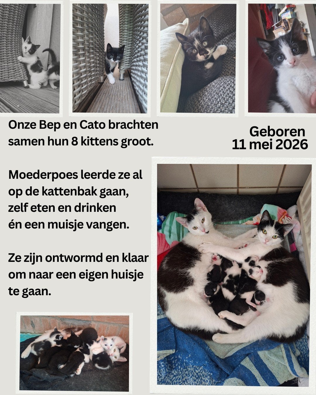 Kittens