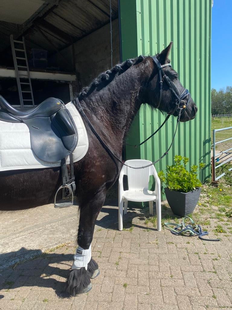 Super lieve 7 jarige Friese dressuur/allround ruin, Met stamboom, Ruin, M, Dressuurpaard
