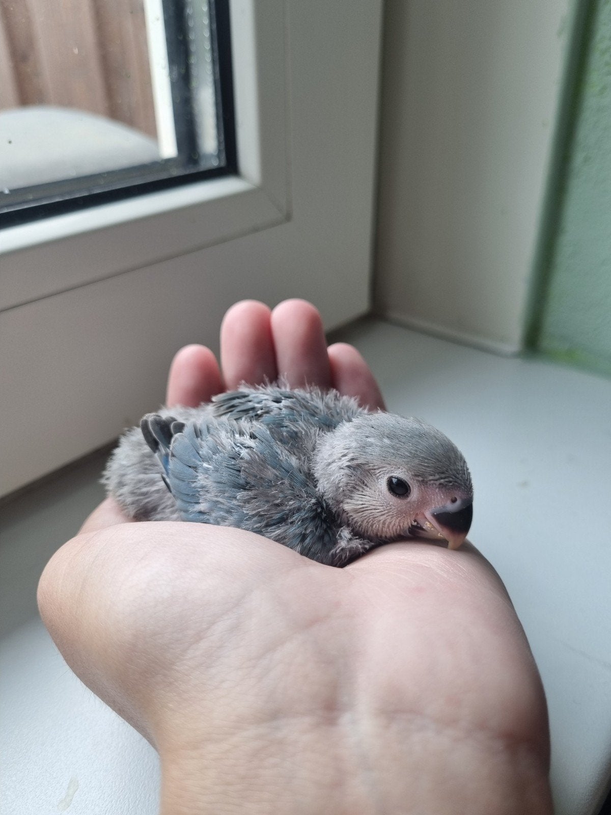 Agapornis baby's (Te koop!), Geslacht onbekend, Dwergpapegaai of Agapornis, Tam