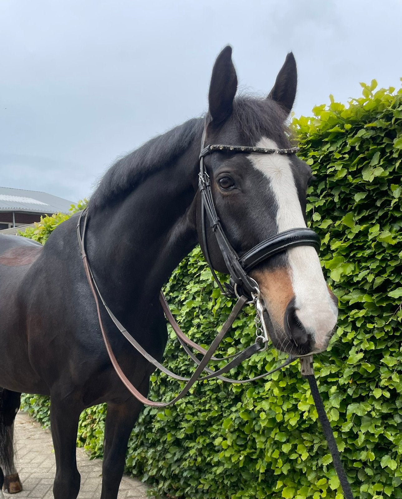 Brave schoolmaster aangeboden, Dieren en Toebehoren, Ruin, Dressuurpaard