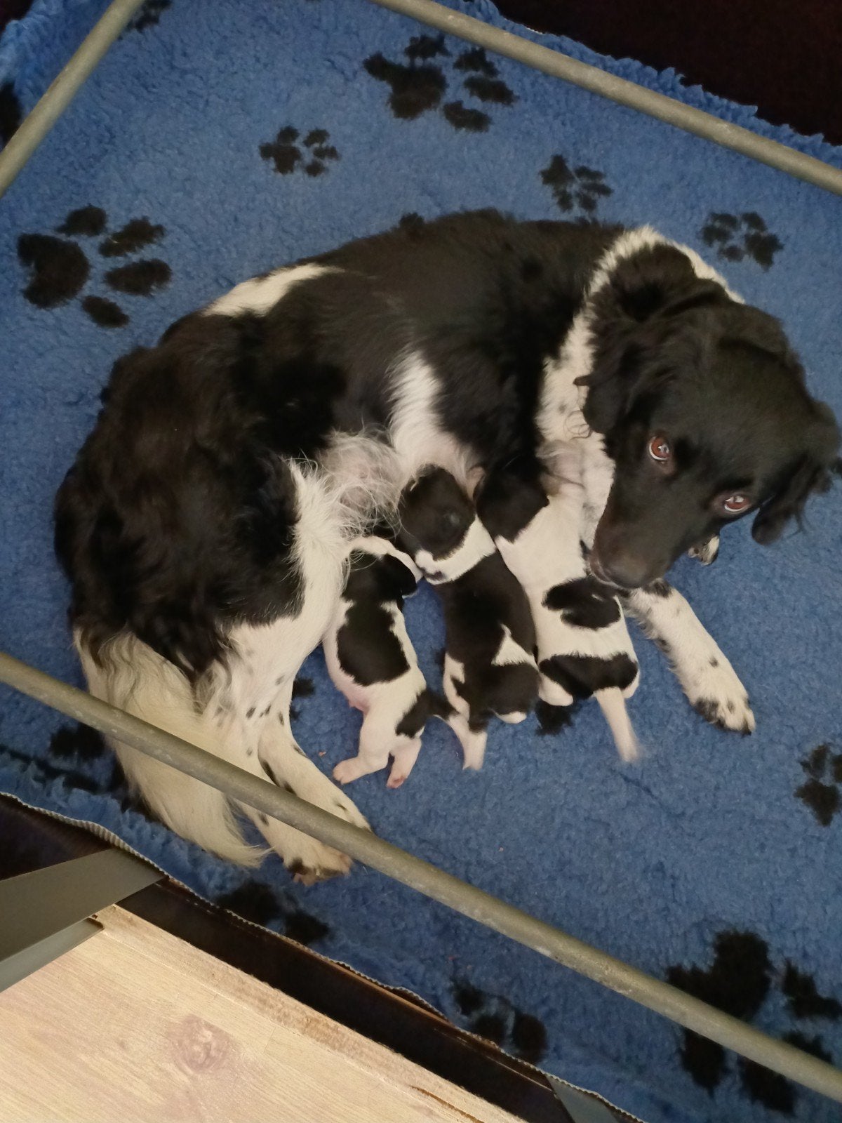 Friese stabijpuppy's, Reu, 8 tot 15 weken, Meerdere, Middel