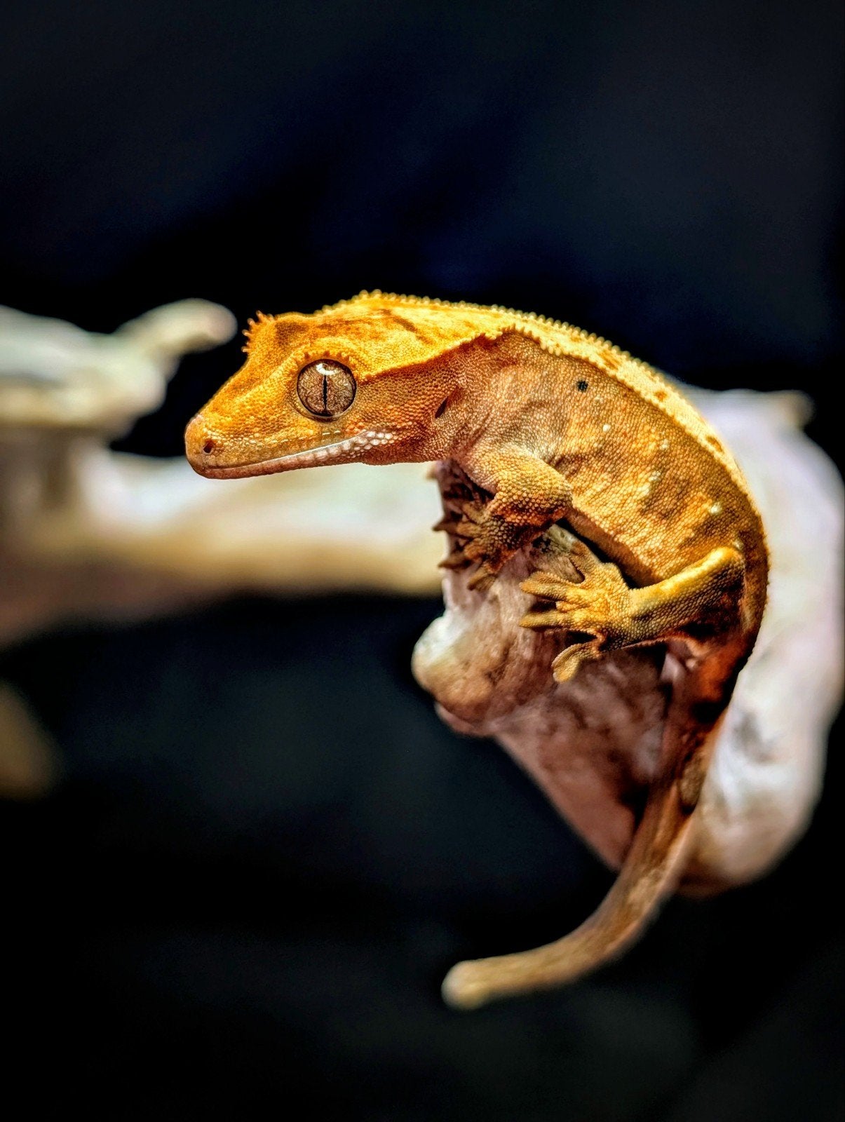 jonge wimpergekko Correlophus ciliatus 0.0.1, Dieren en Toebehoren, Hagedis, 0 tot 2 jaar
