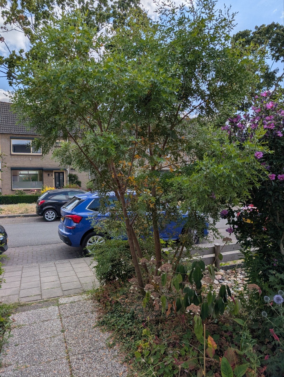 Twee hoge eucalyptus struiken - zelf uitgraven, Ophalen, Overige soorten, Struik, 250 cm of meer