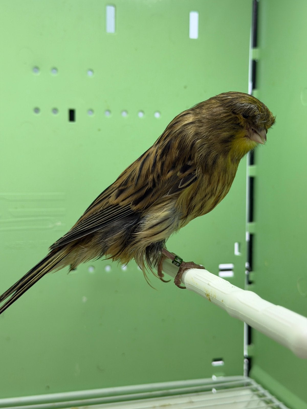 Crestkanarie, Dieren en Toebehoren, Meerdere dieren, Kleurkanarie