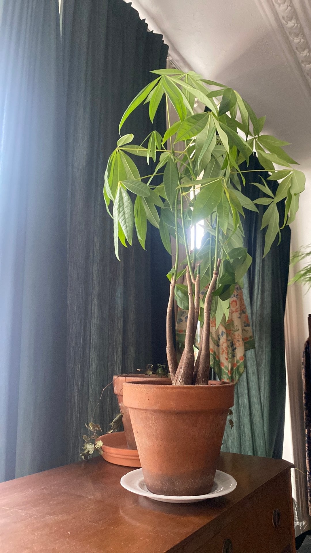 Geldboom in terracottapot, Ophalen, Halfschaduw, Minder dan 100 cm