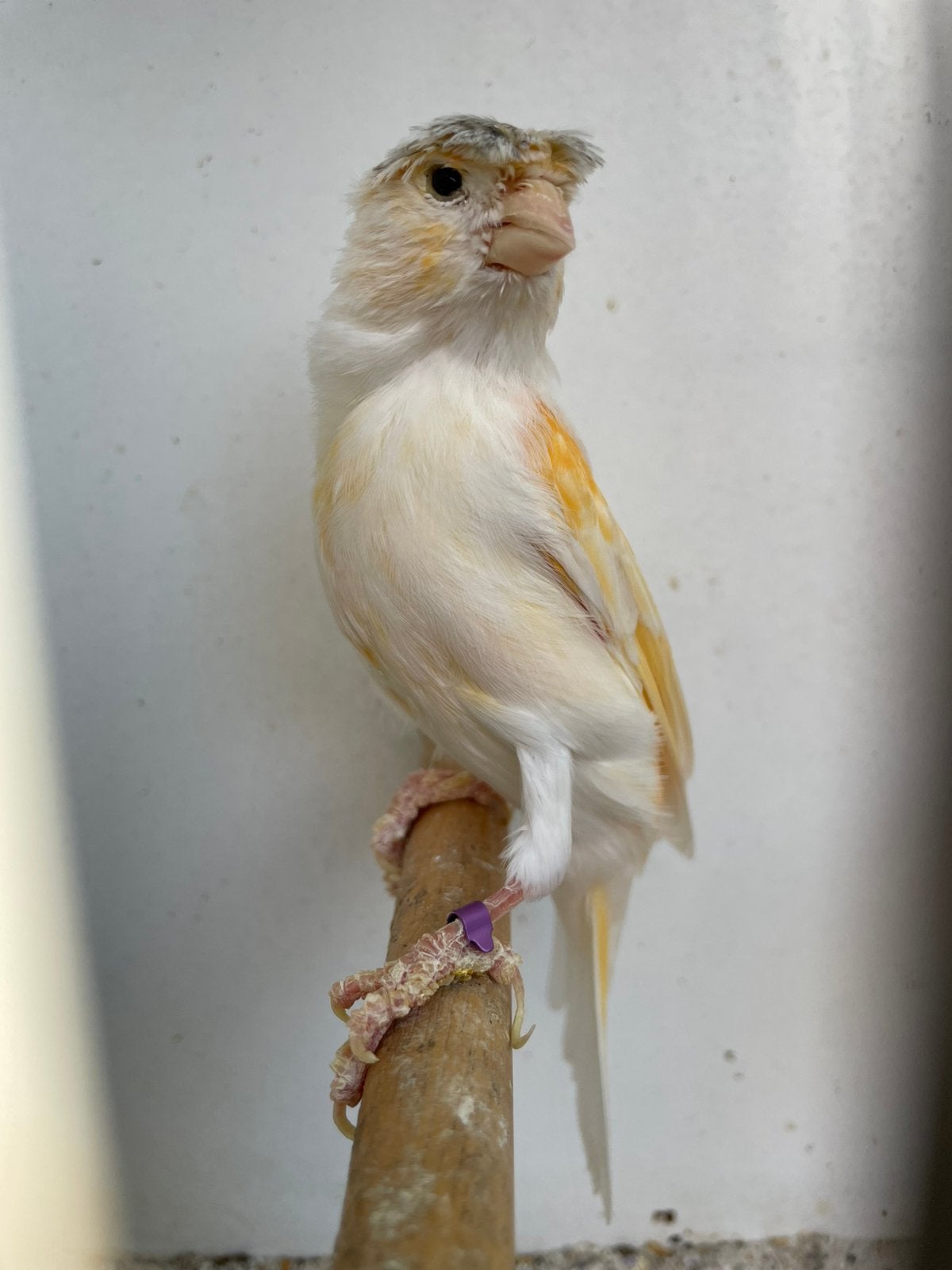 Koppel harlekijn kanaries, Meerdere dieren, Postuurkanarie