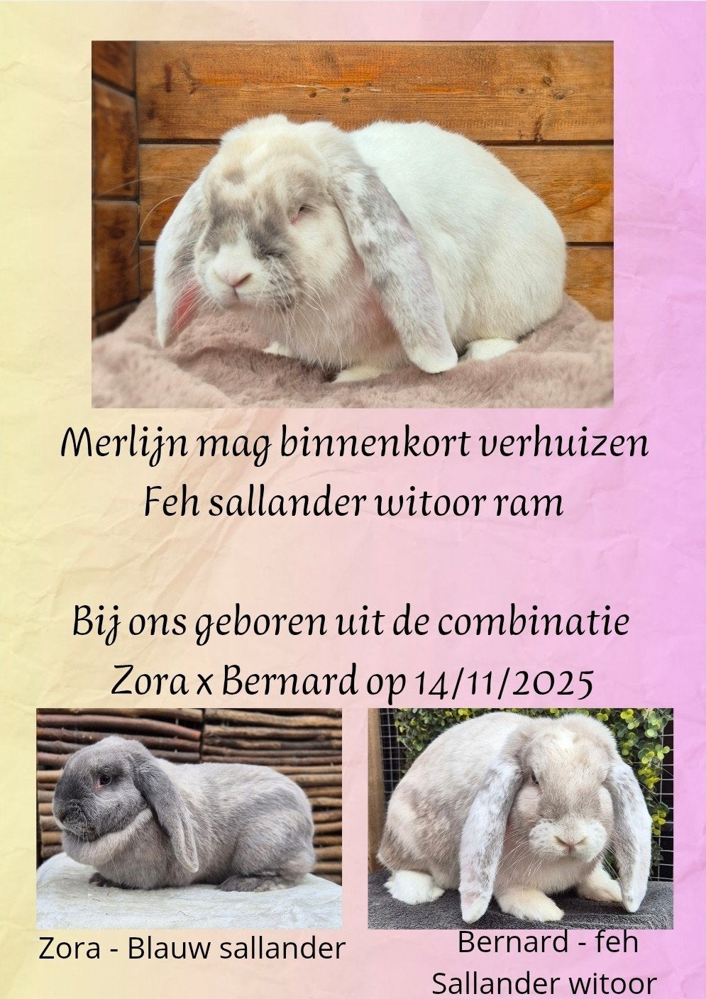 Raszuivere Franse hangoor ram (Antwerpen!!), Mannelijk, Groot, Hangoor