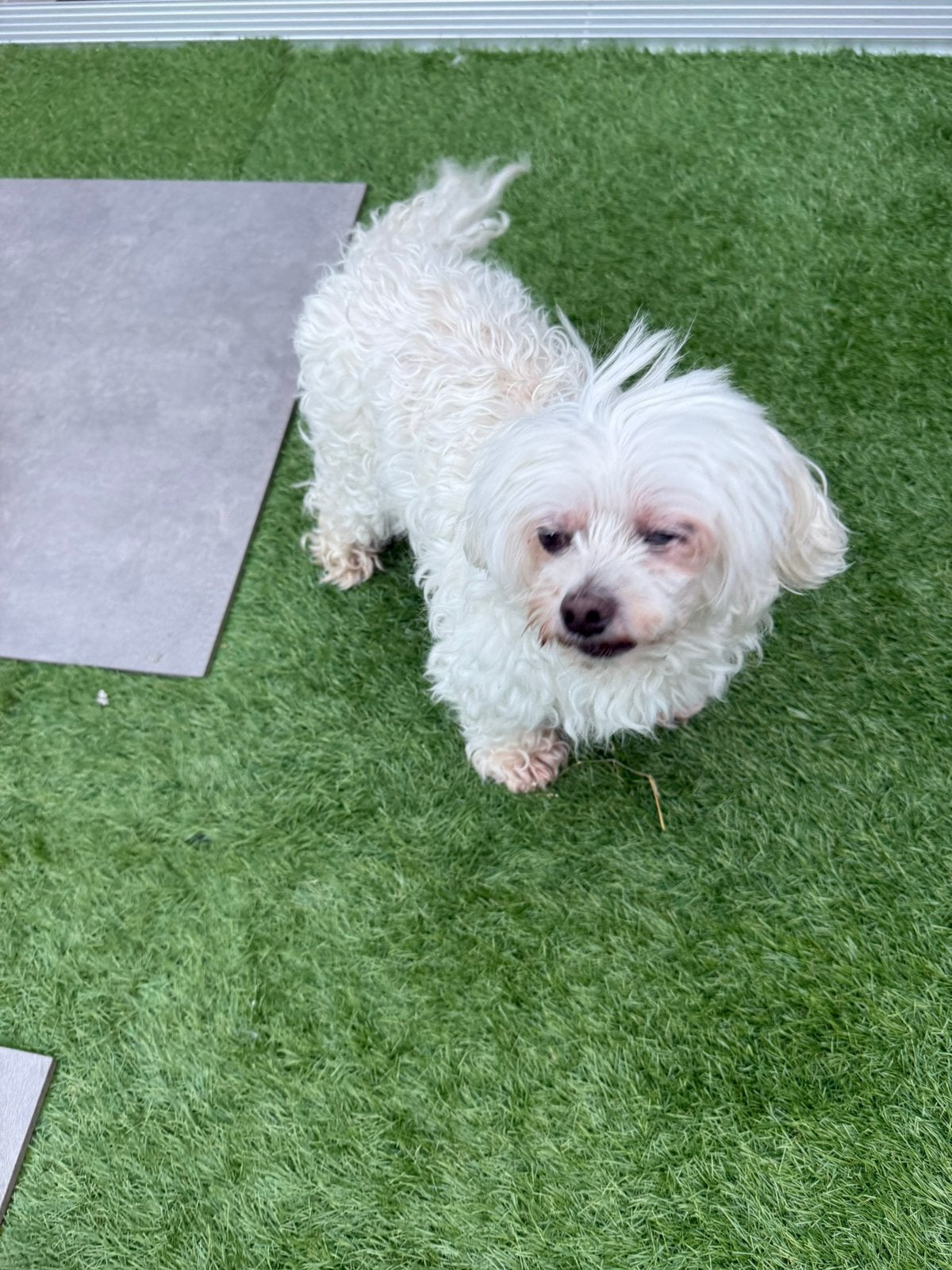 Maltezer Gratis, 6 jaar of ouder, Maltezer, Reu, Parvo