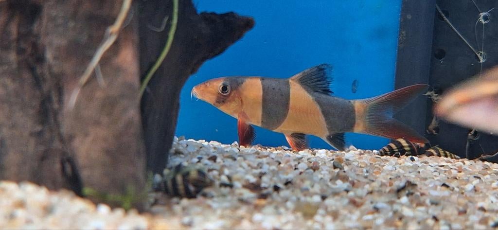 Clownbotia, Dieren en Toebehoren, Vissen | Aquariumvissen, Vis