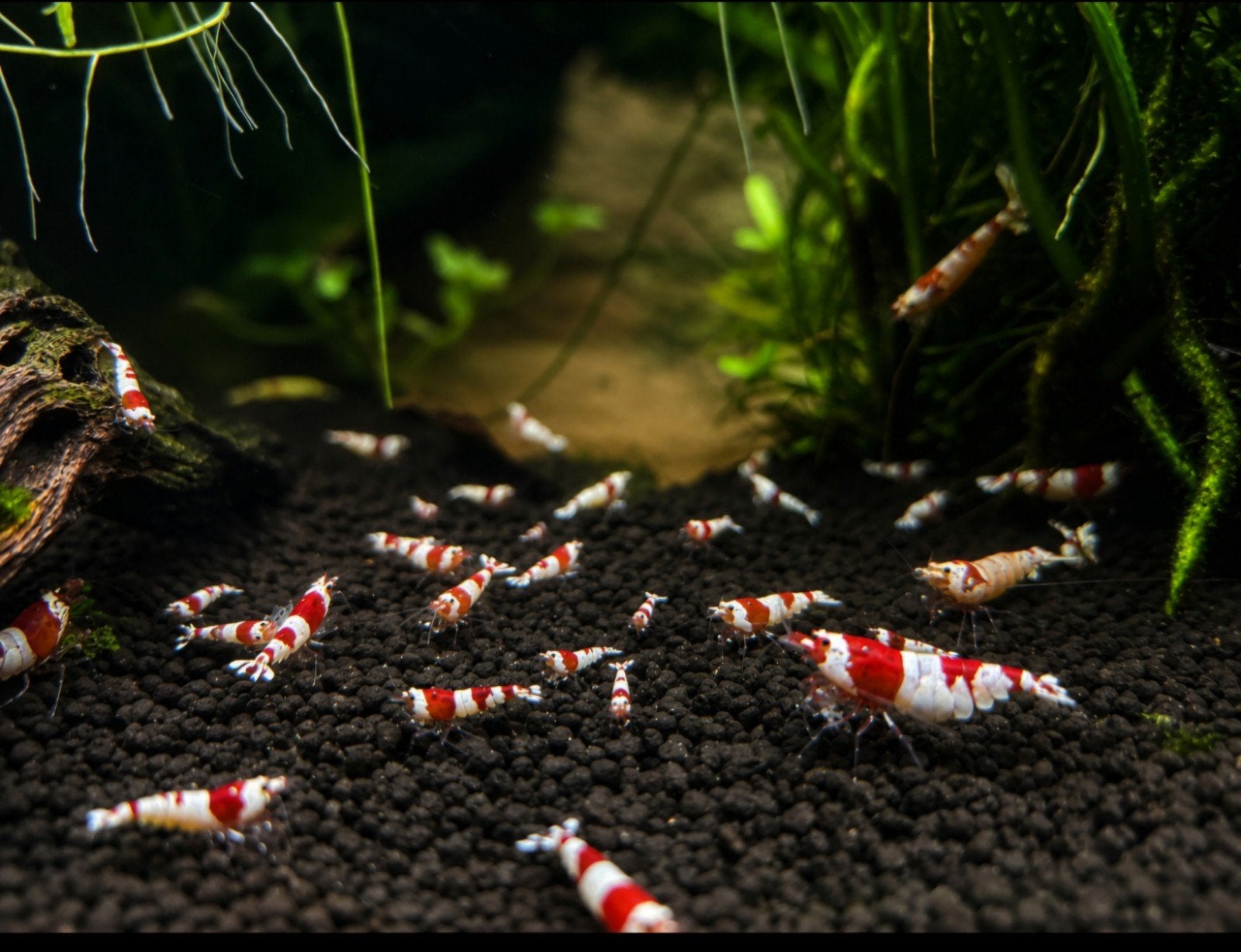 Cardinal Garnalen crystal red, Dieren en Toebehoren, Ophalen of Verzenden, Nieuw