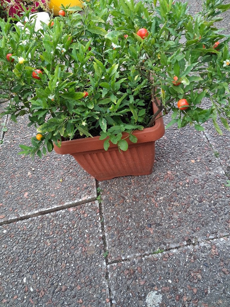 kamerplant  oranjeboompje groot  in grote pot, Ophalen, Overige soorten, In pot, Minder dan 100 cm