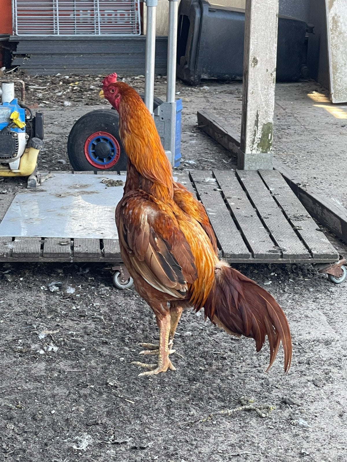 Shamo brazil te koop, Dieren en Toebehoren, Pluimvee, Mannelijk, Kip