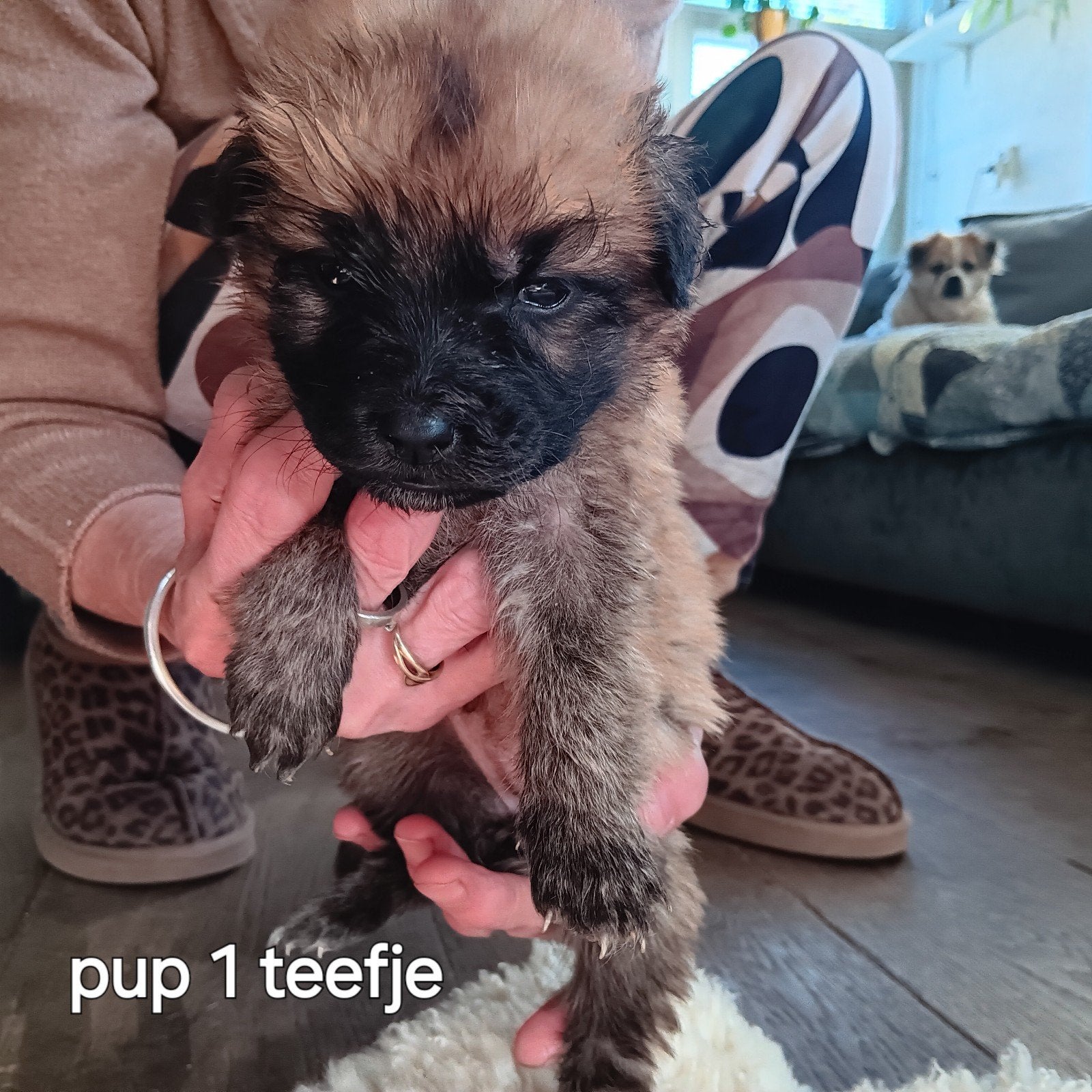 puppies leonberger/ oud duitse herder, Overige rassen, 8 tot 15 weken, Meerdere, Meerdere dieren