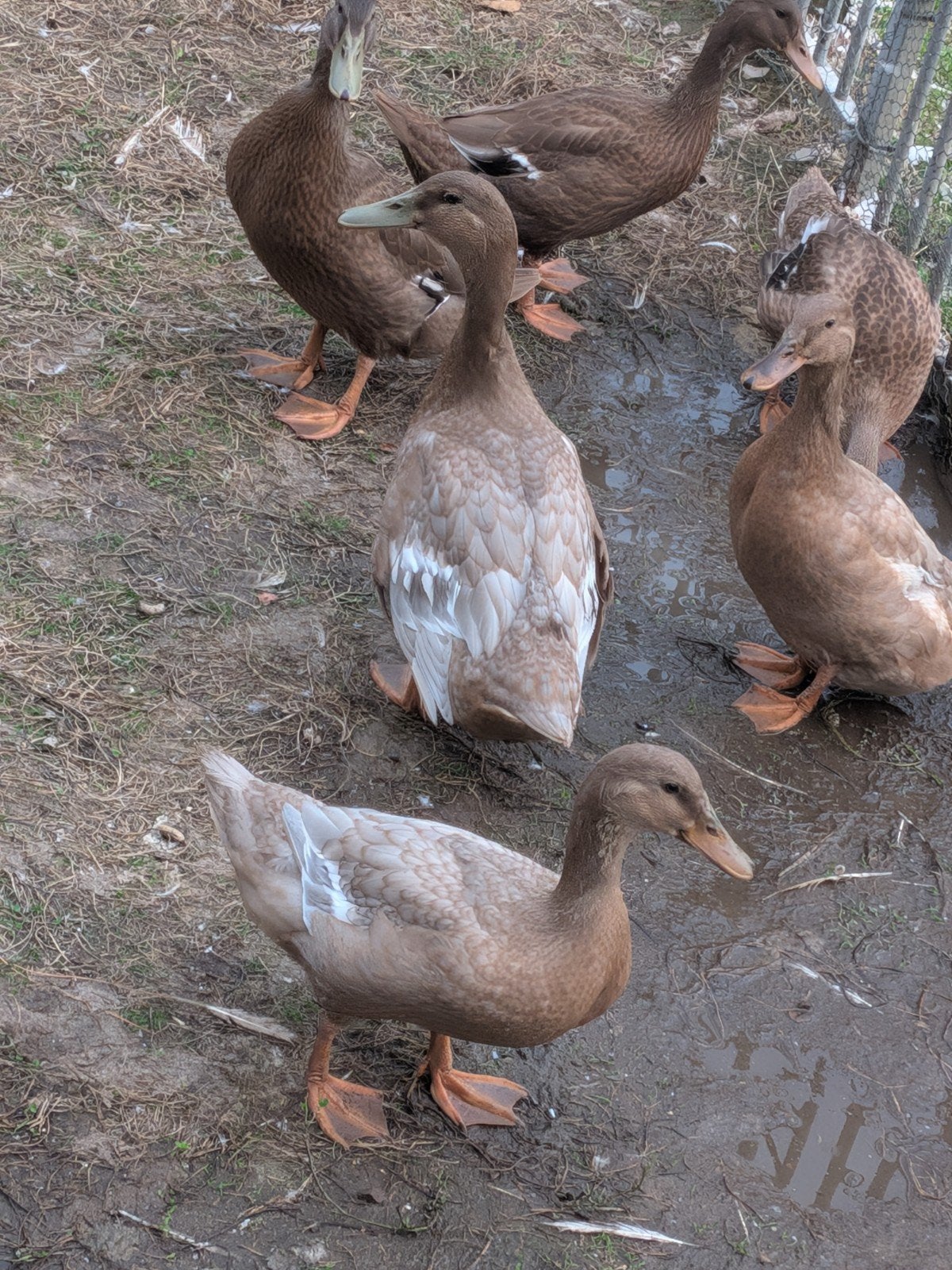 Eend, Meerdere dieren, Eend