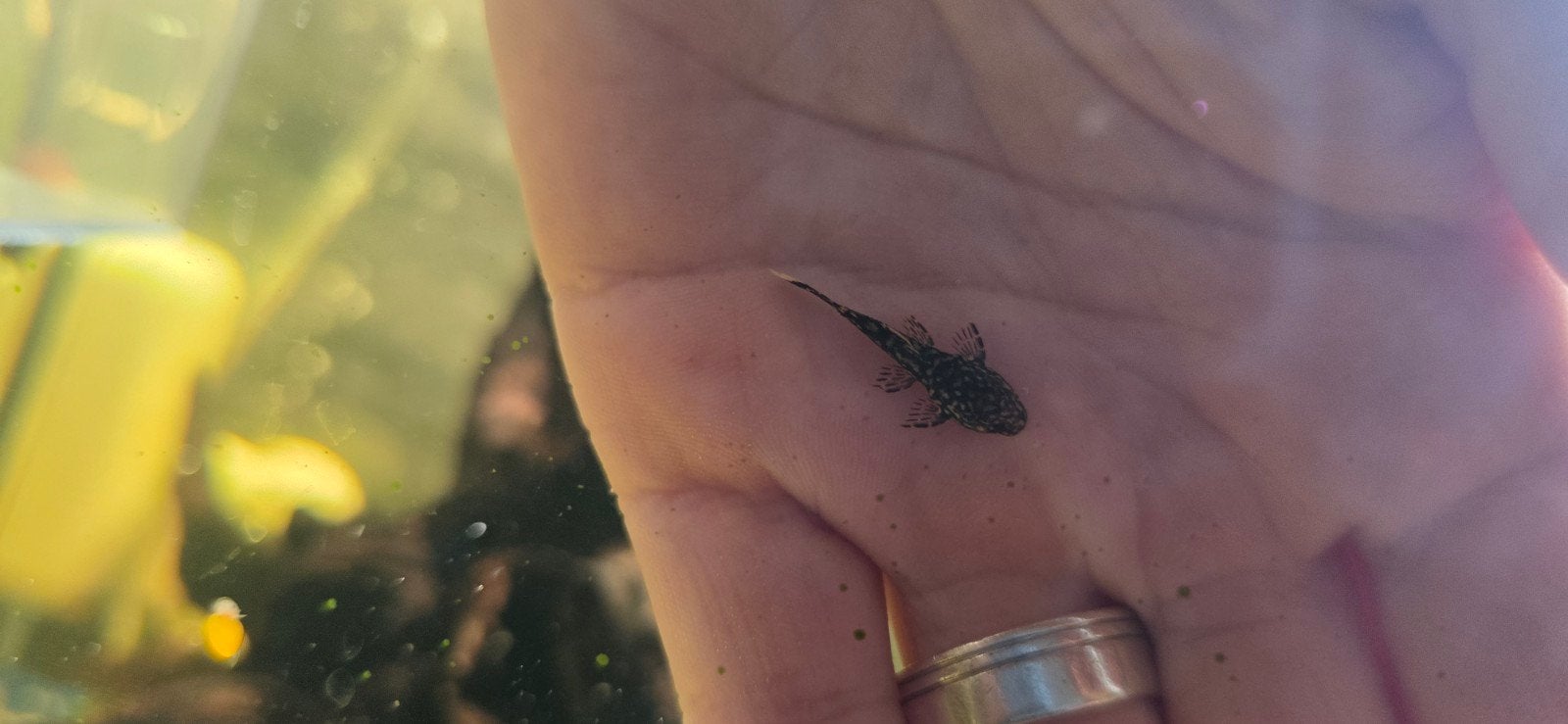 Algeneters, Dieren en Toebehoren, Vissen | Aquariumvissen, Vis