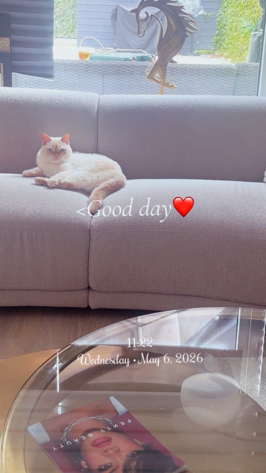 GEZOCHT: Ervaren kattenoppas zonder andere huisdieren, Kater, Gechipt, 0 tot 2 jaar
