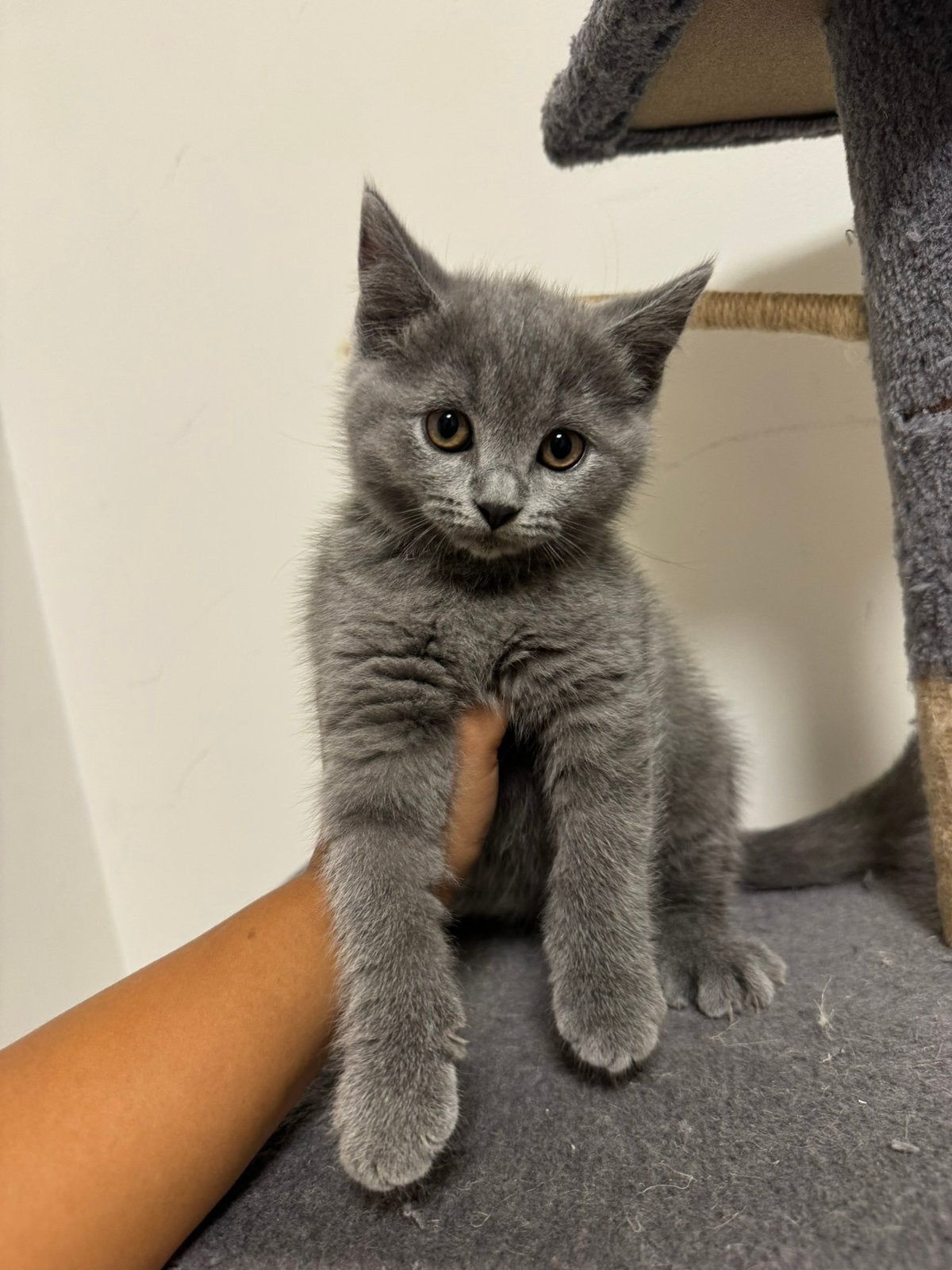 Britse korthaar/ Blauwe rus kittens, Meerdere dieren, Ontwormd