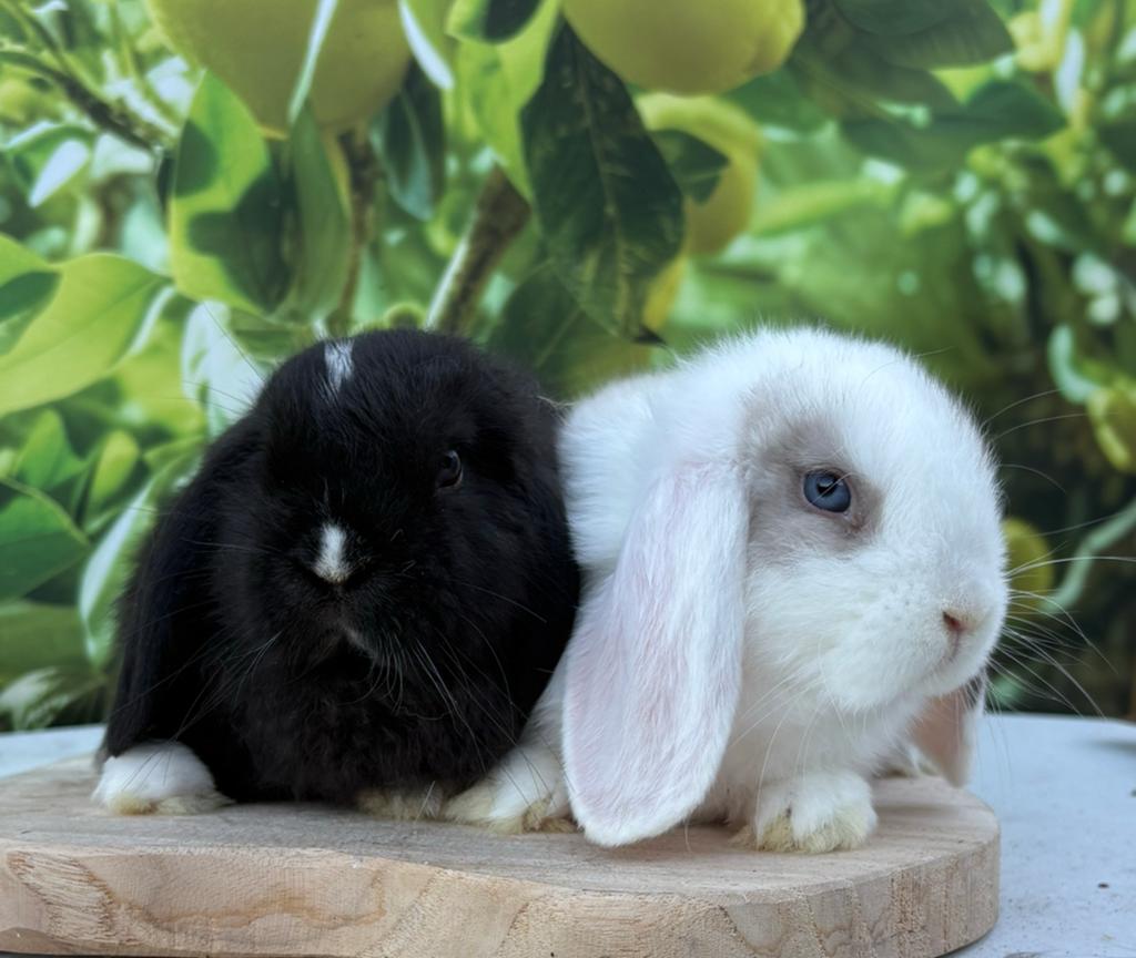 Prachtig raszuiver minilop koppetje 🩵🩷, Meerdere dieren, Dwerg, Hangoor, 0 tot 2 jaar