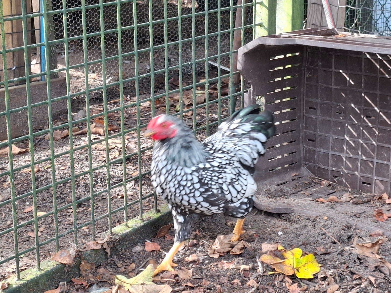 Wyandotte haantjes, Dieren en Toebehoren, Mannelijk, Kip