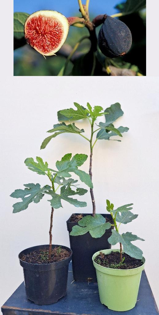 1 Ficus Carica Ronde de Bordeaux- Koningin van de Vijgen, Minder dan 100 cm, Lente, Volle zon, In pot