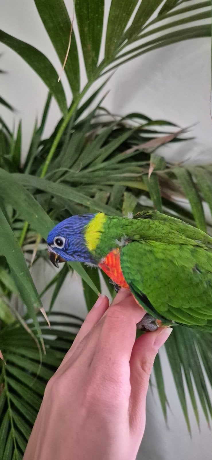 Lori van de blauwe bergen, Geslacht onbekend, Papegaai, Geringd