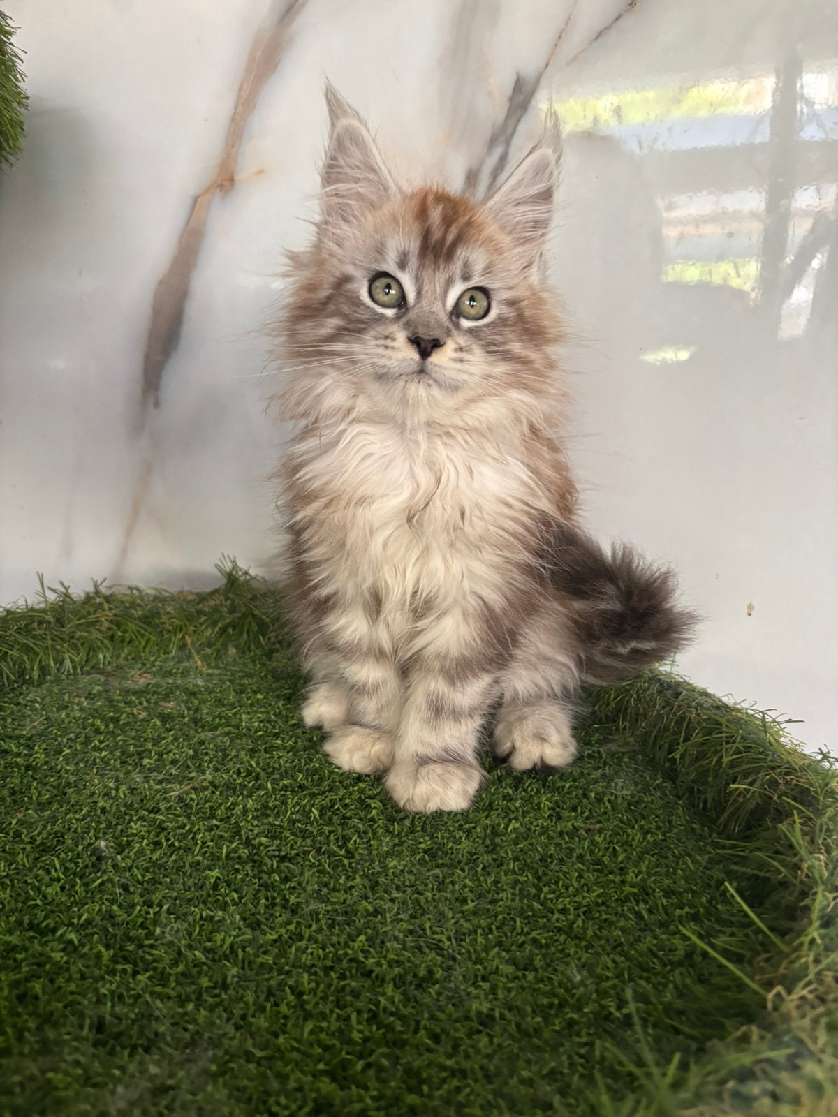Maine Coon kittens beschikbaar, met stamboom, Dieren en Toebehoren, Meerdere dieren, Met stamboom