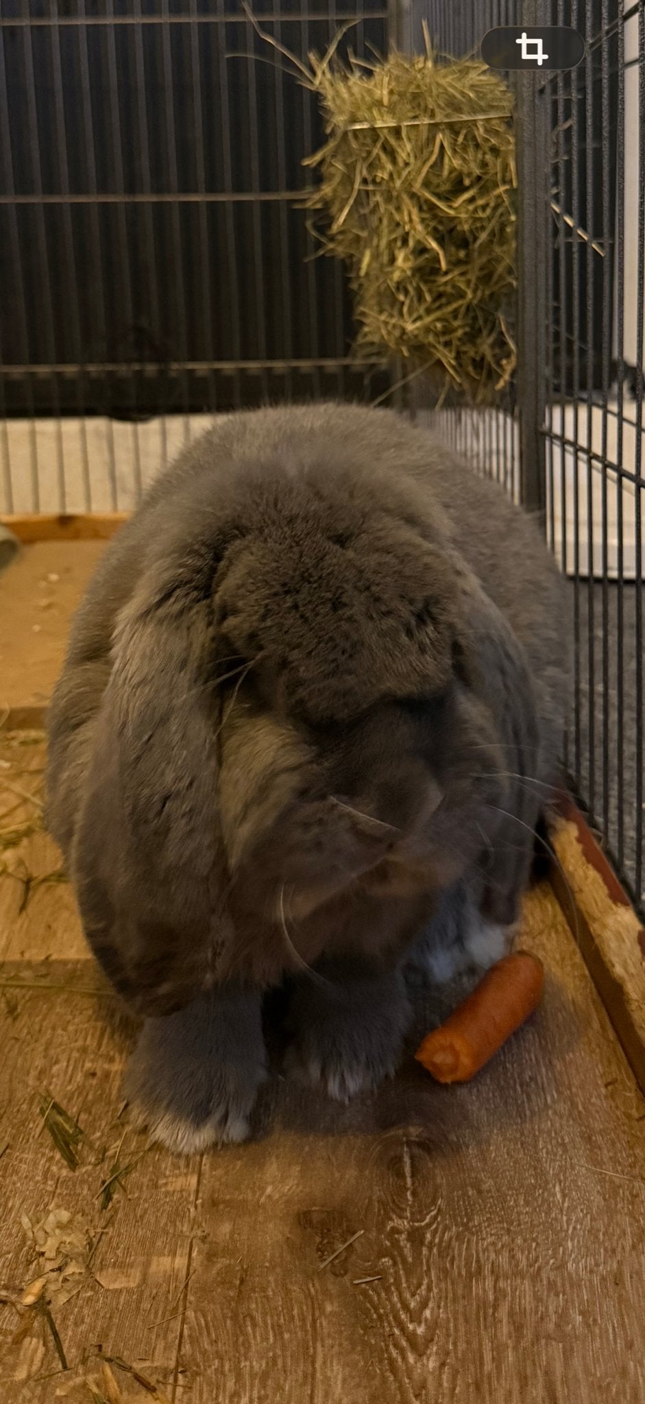Super lieve franse hangoor, Dieren en Toebehoren, Mannelijk, Groot, Hangoor