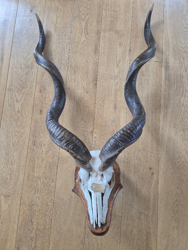 Indrukwekkende Kudu Schedel met Grote Gedraaide Gewei/Hoorns, Ophalen, Zo goed als nieuw, Wild dier, Schedel