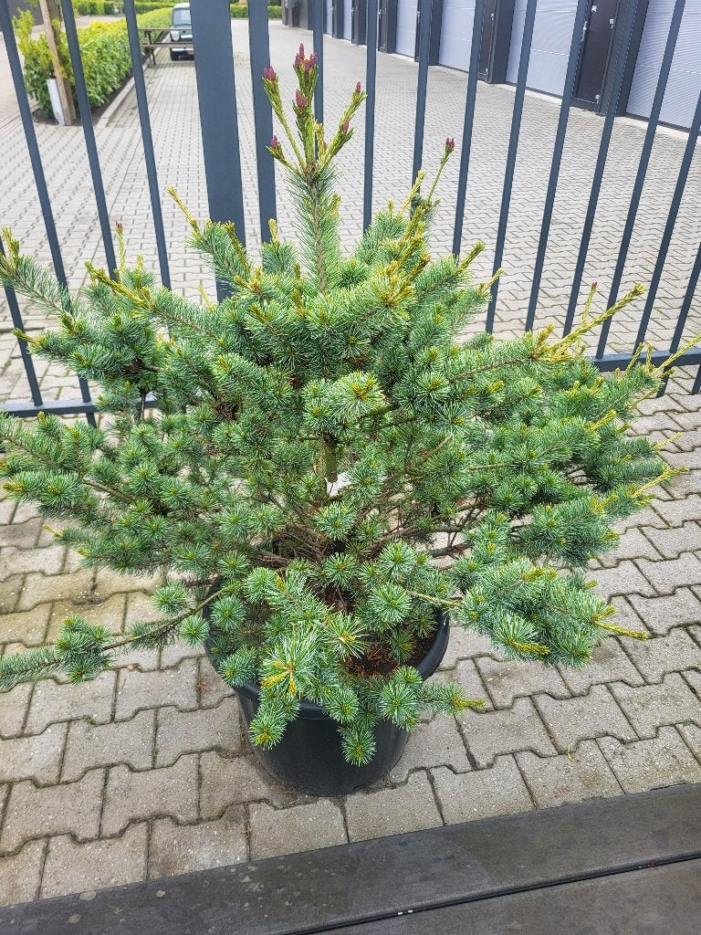 Pinus parv.Negishi maat 110/135 cm, Tuin en Terras, Planten | Bomen, Bloeit niet, Halfschaduw, Overige soorten, 100 tot 250 cm